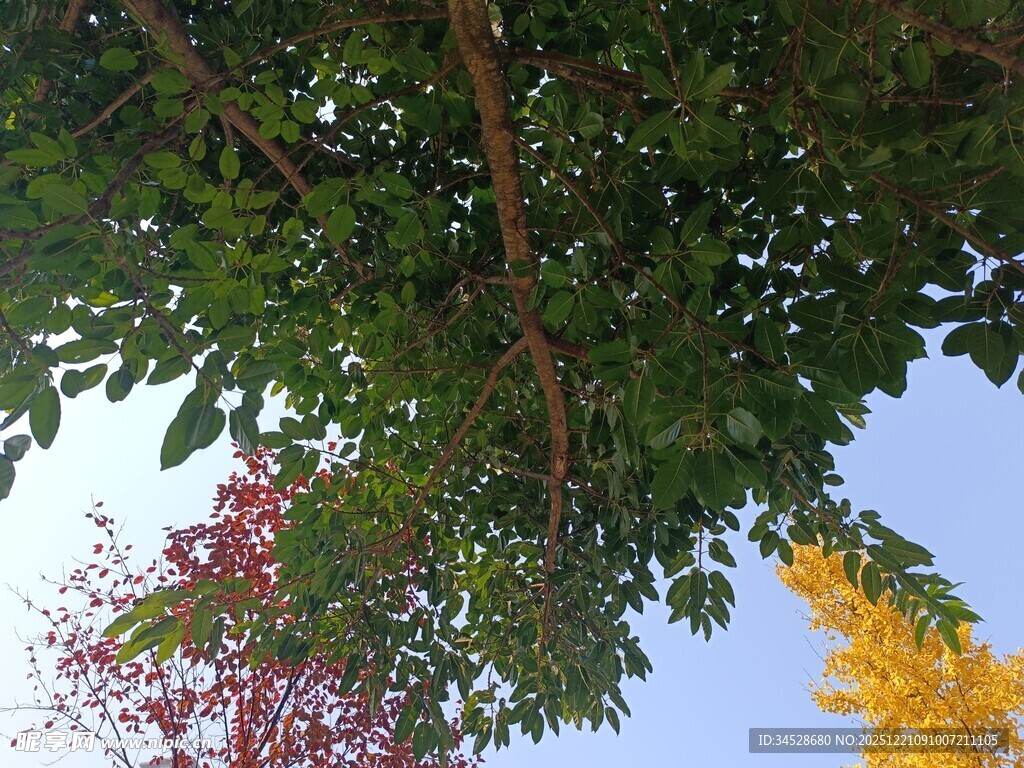 仰视多彩繁茂的树枝树叶