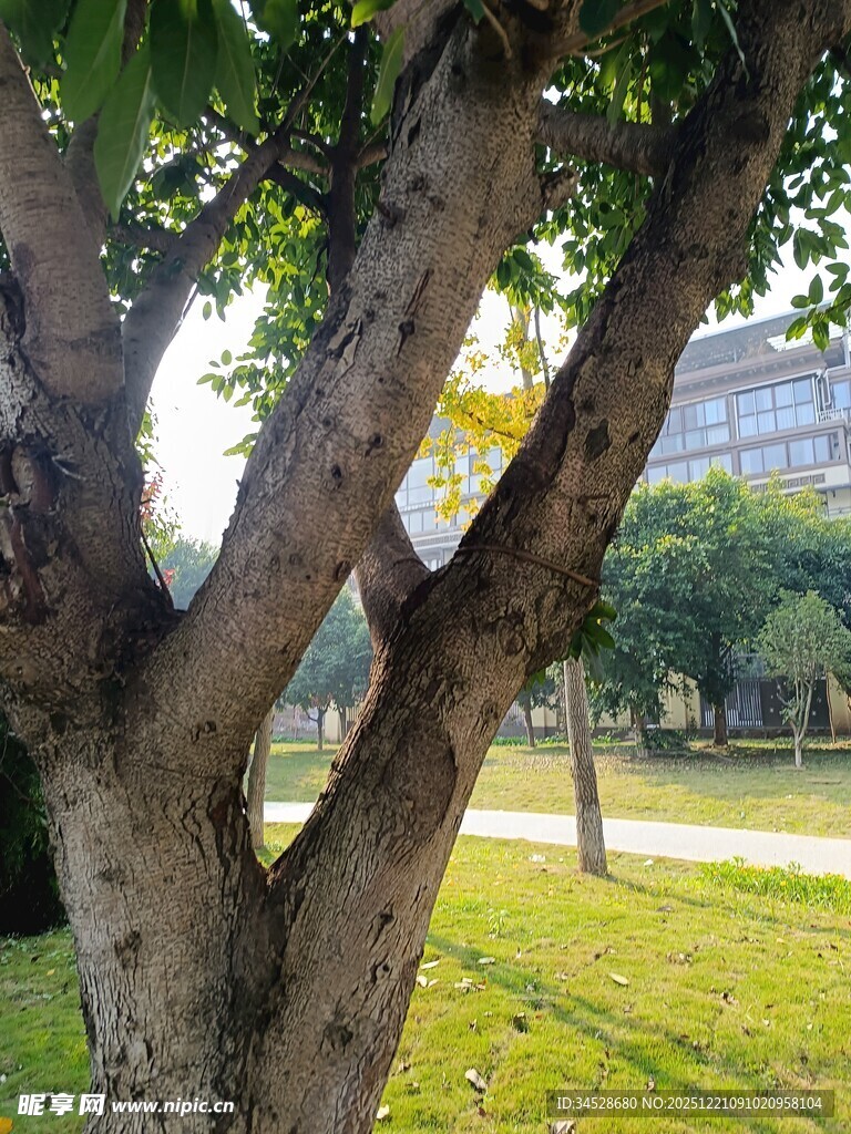 公园中粗壮枝干的大树