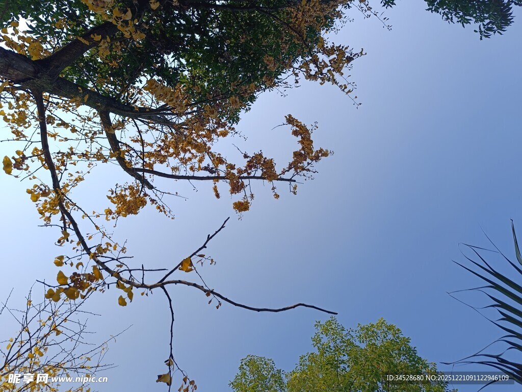 仰观树枝与蓝天