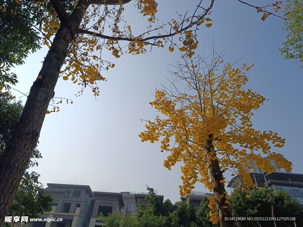 秋日金黄银杏与蓝天建筑