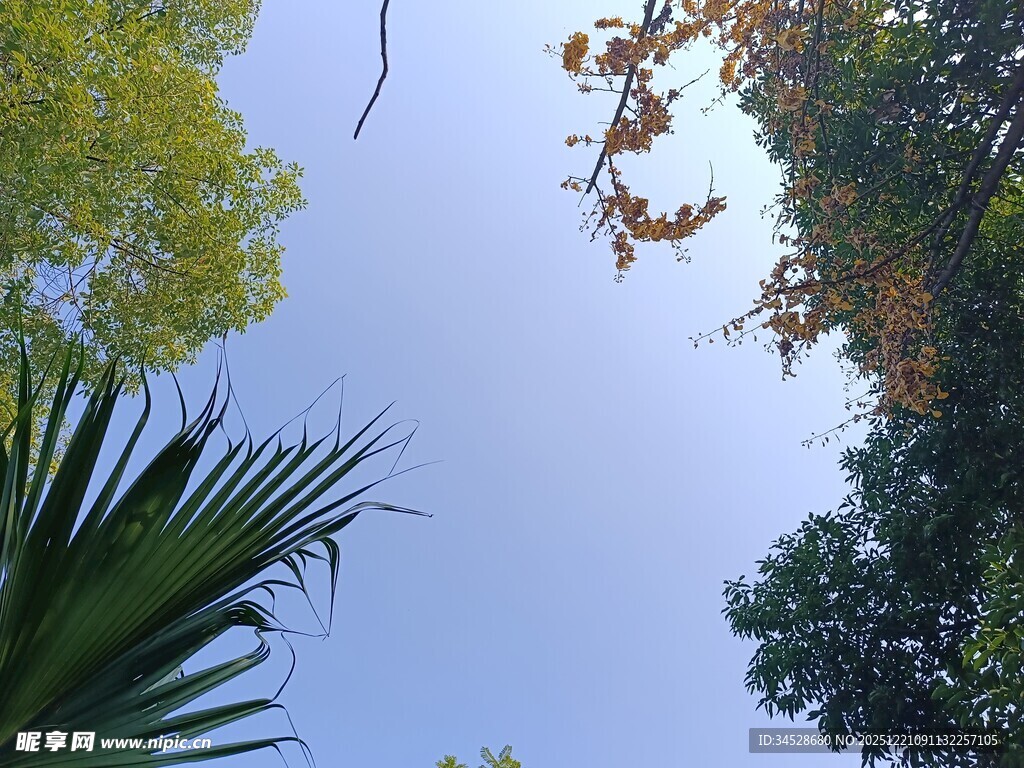 仰视葱郁树木与蓝天