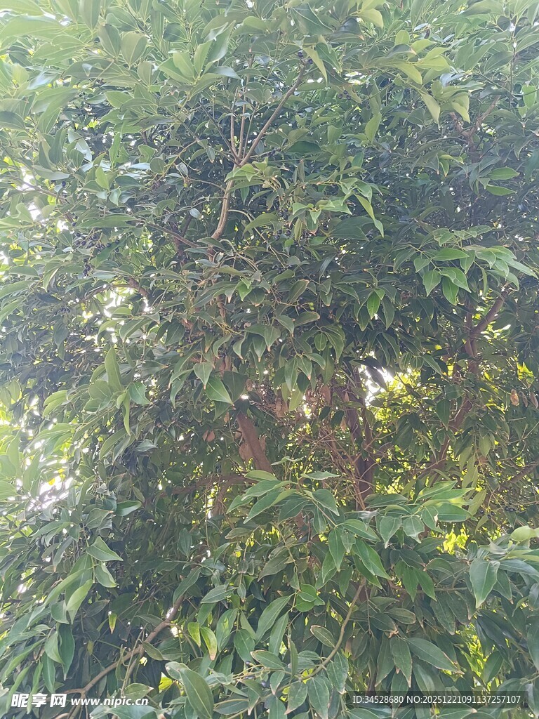 茂密葱郁的绿色树木景观