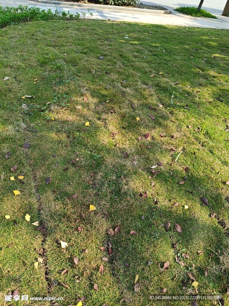 阳光下的斑驳草地