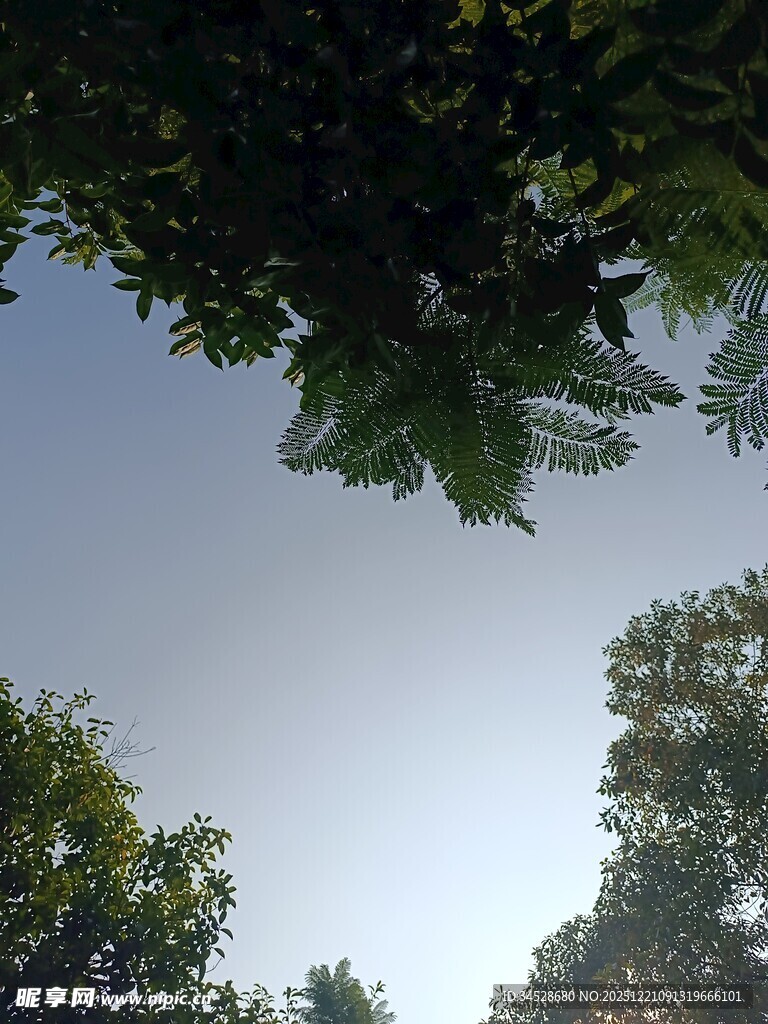 仰视绿树蓝天的清新景象