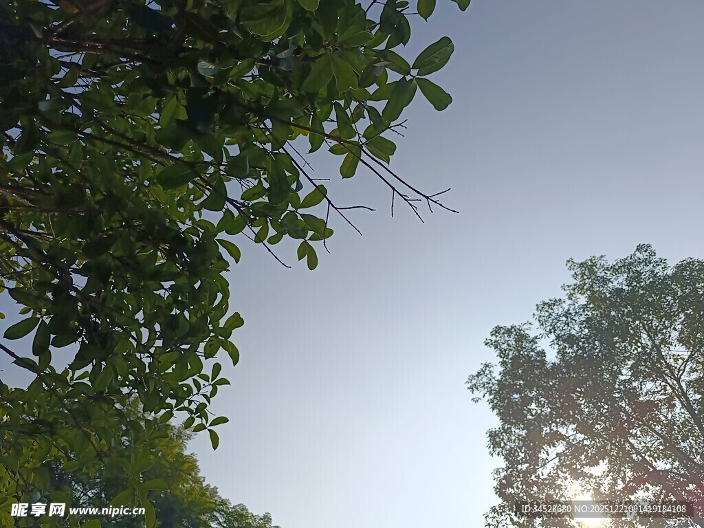 透过树叶望天空