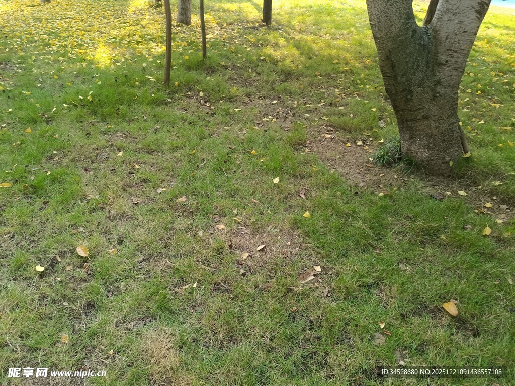 林间草地秋日静谧景象