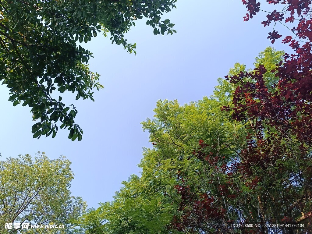 仰视多彩树木与蓝天