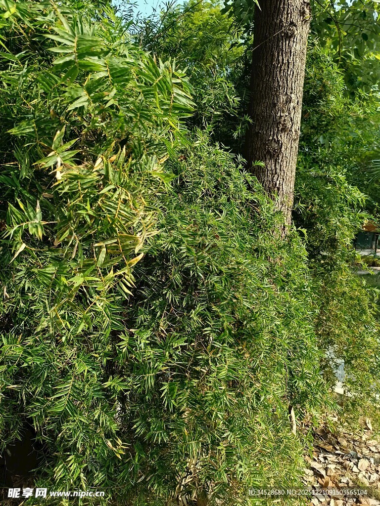 繁茂绿植环绕的树木
