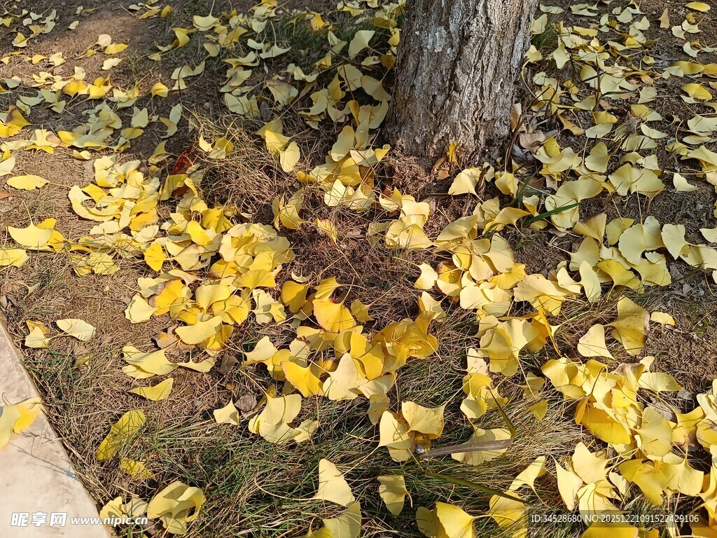 树下金黄银杏叶美景