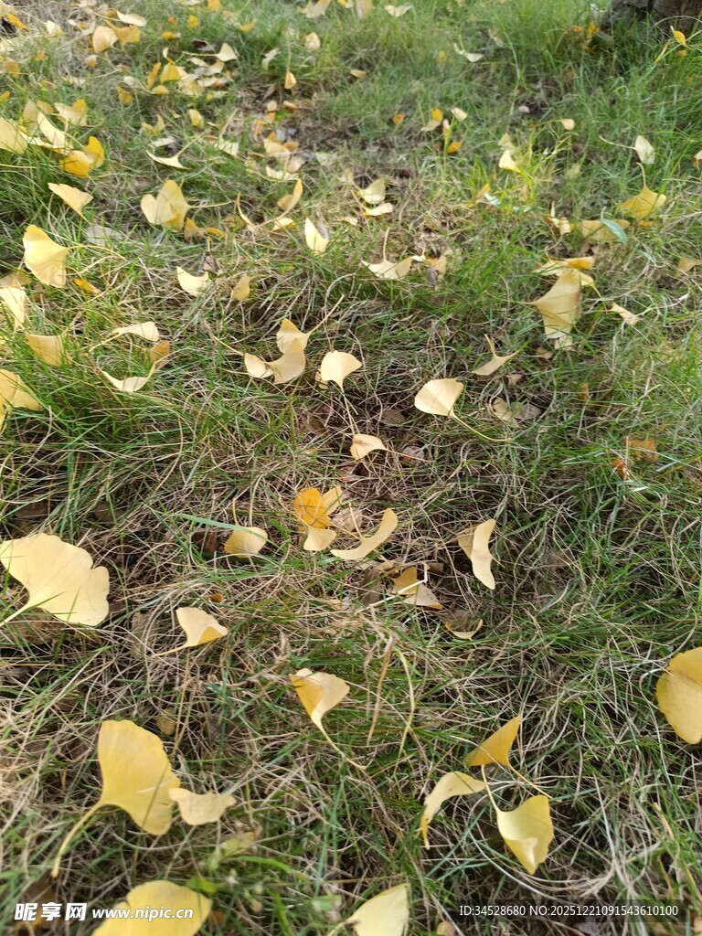 草地上的金黄落叶