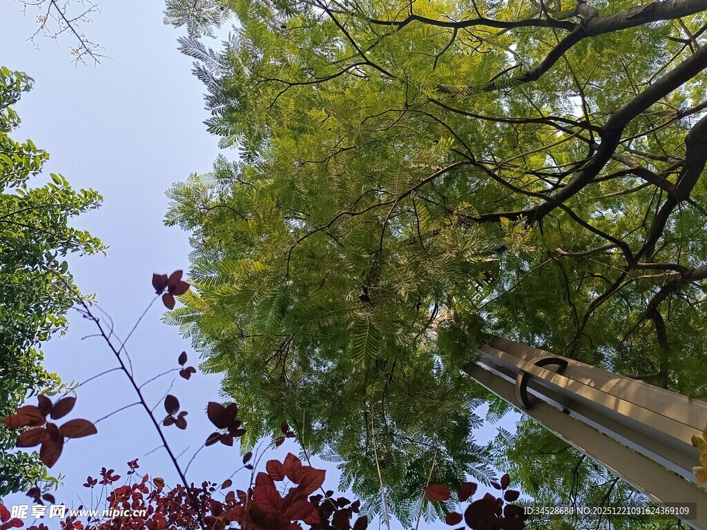 仰视绿树与红叶的景致