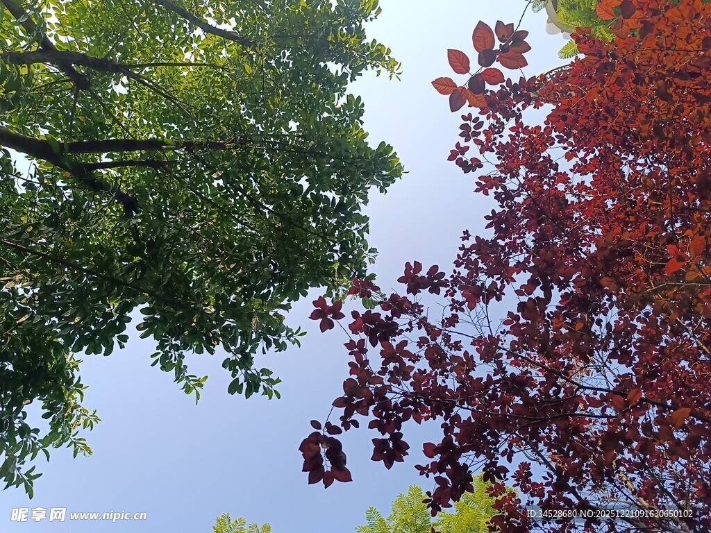 仰观多彩树木与蓝天