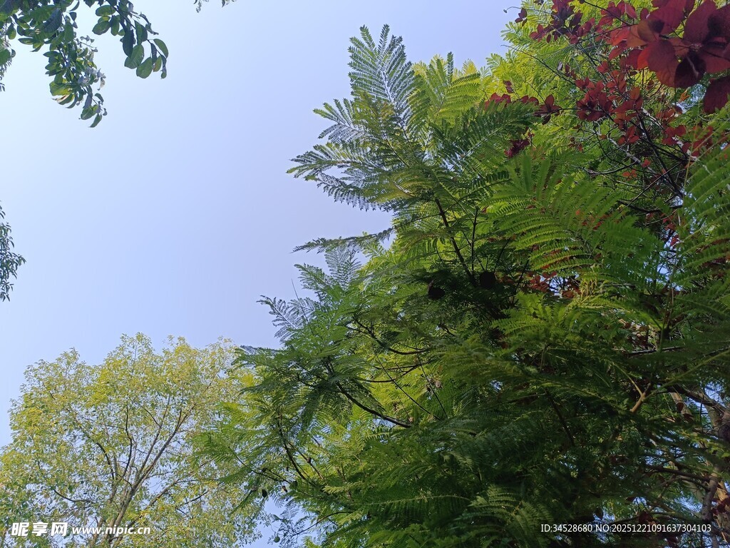 多彩树木与蓝天相映