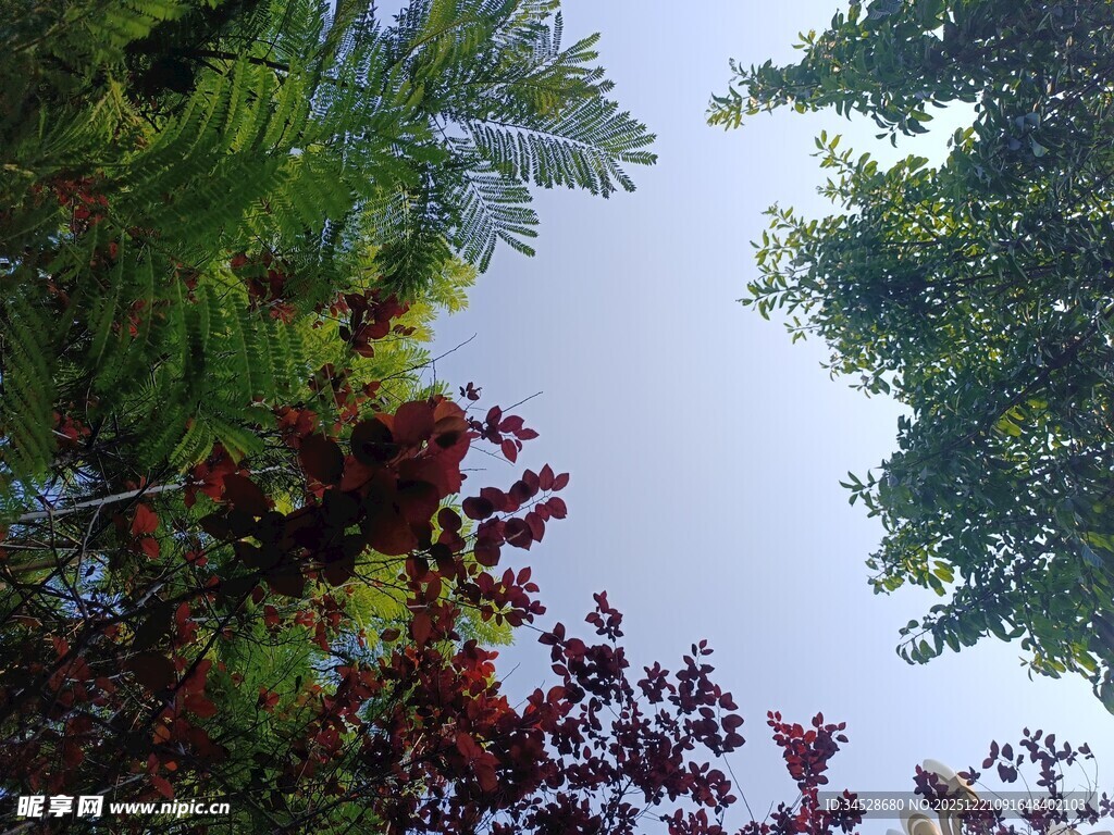 仰视多彩树木与天空