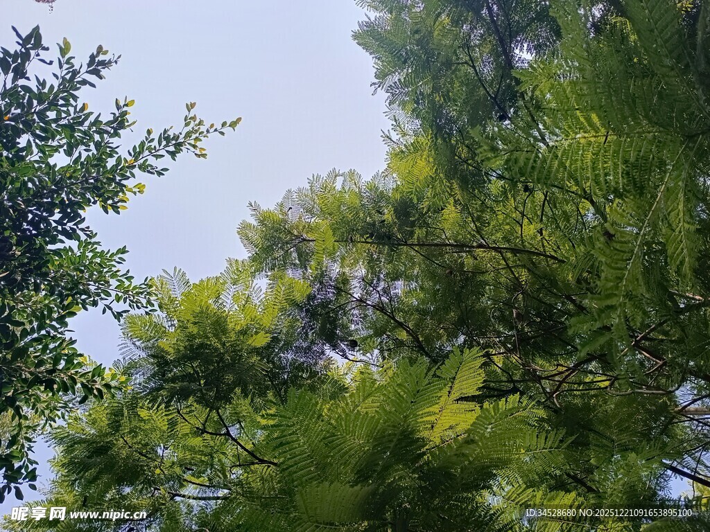 夏日葱郁绿树景致