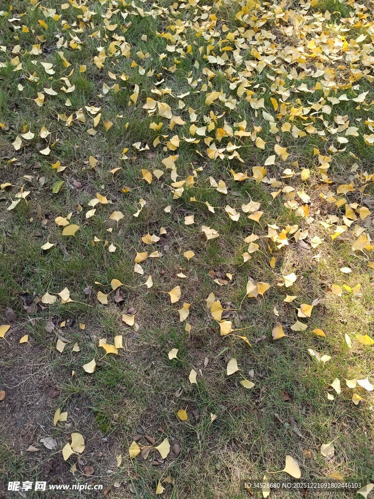 秋日草地落满金黄树叶