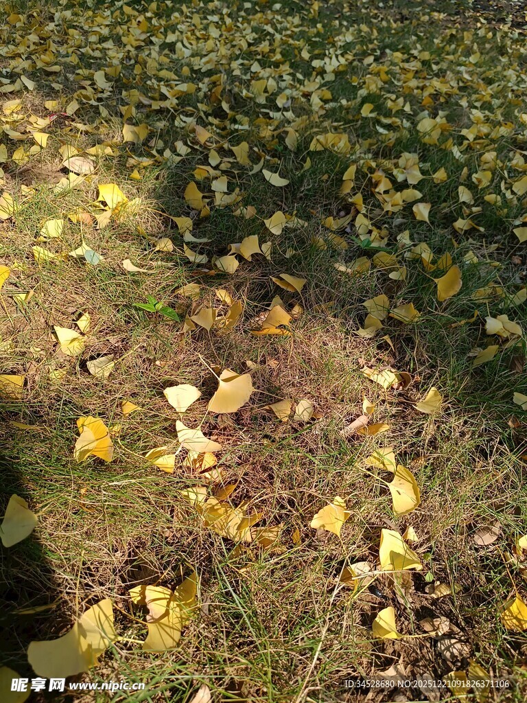 秋日落叶铺就斑斓小径