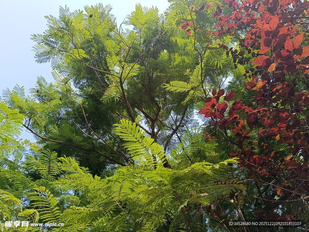 多彩树木展现自然之美