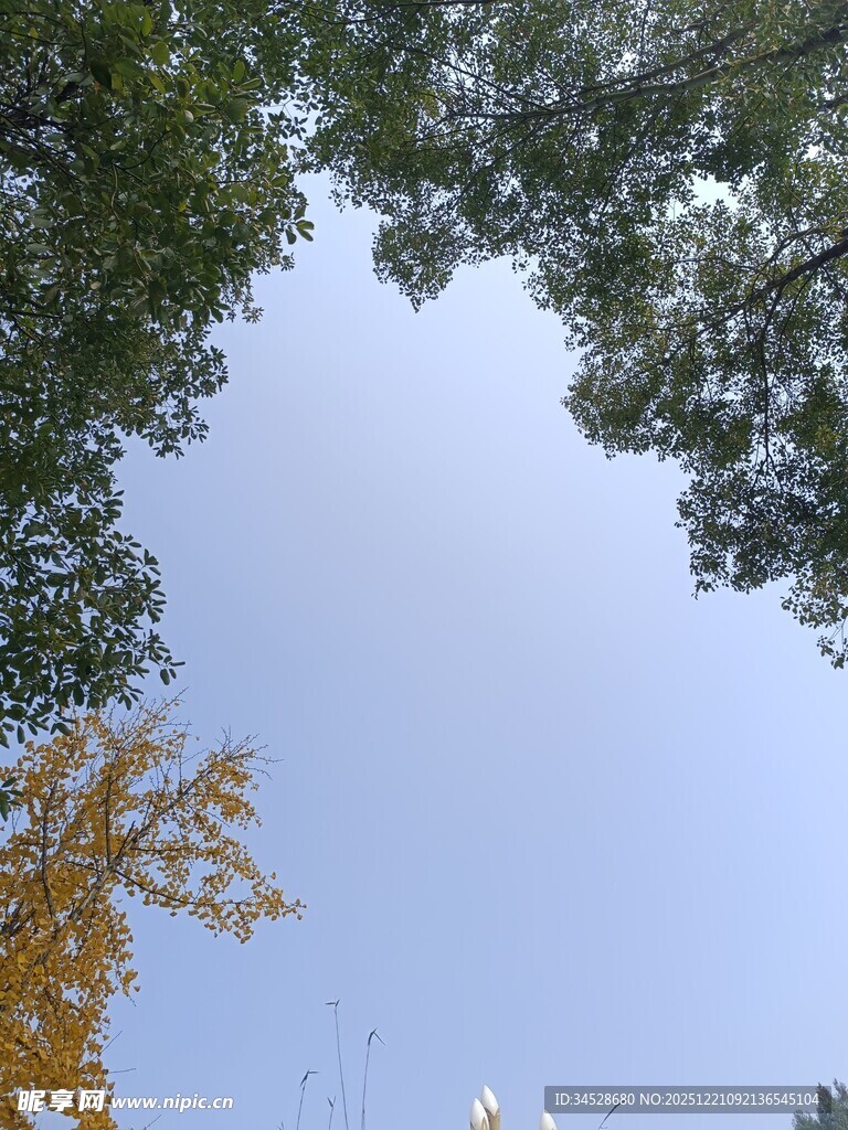 仰观树冠与蓝天