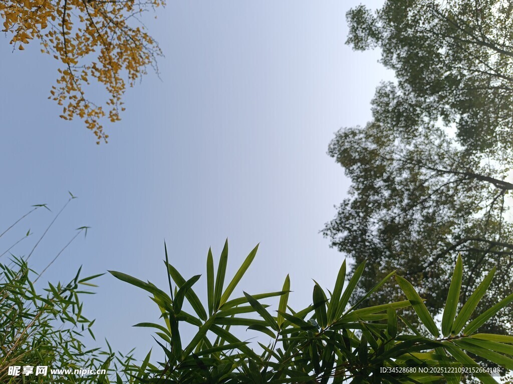 蓝天翠竹间的自然景致