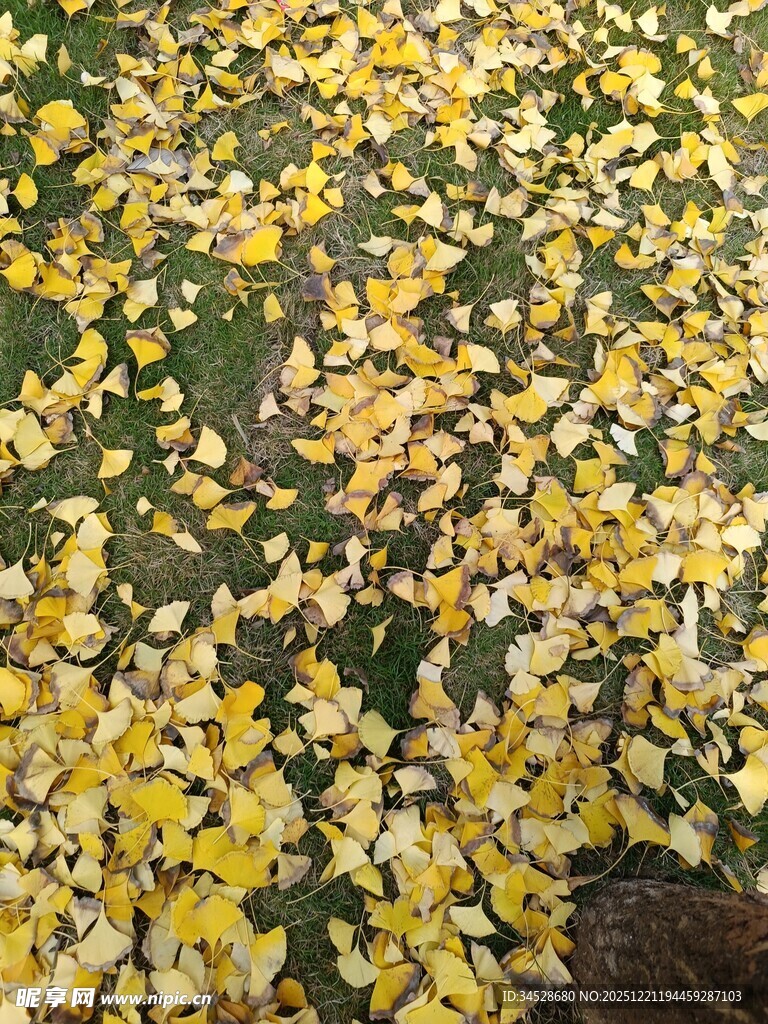 地面铺满金黄落叶