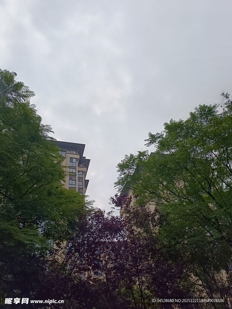 绿树掩映中的高楼一角