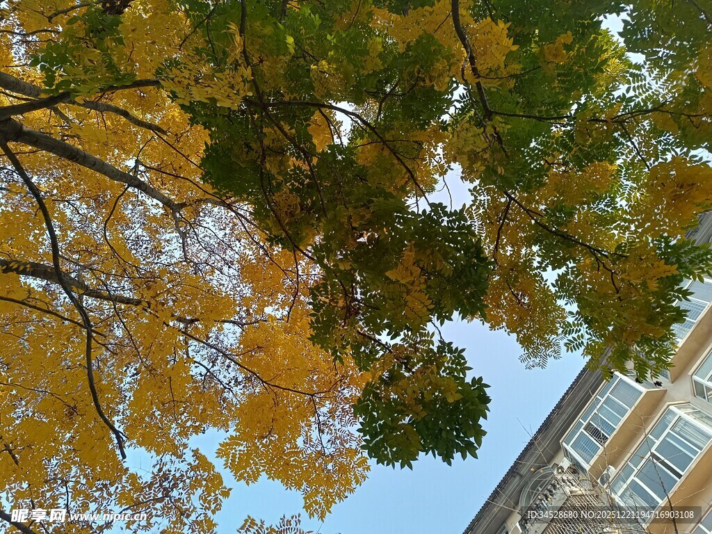 秋日树梢与建筑景致