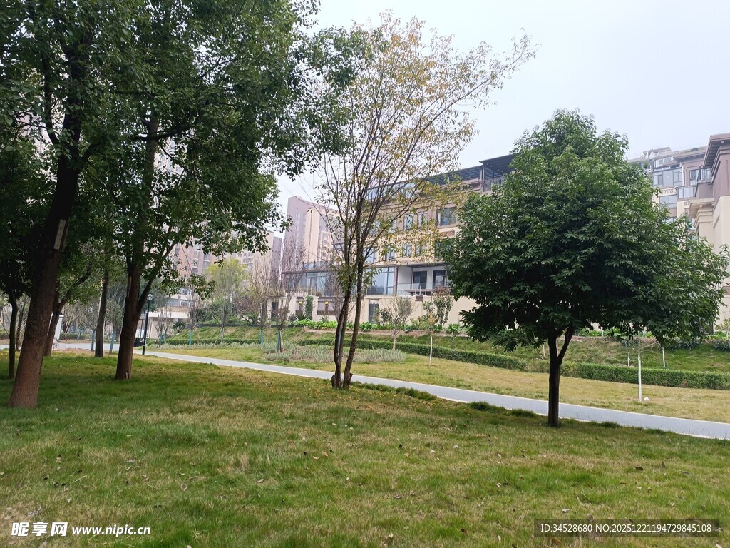 校园中的绿树与开阔草地