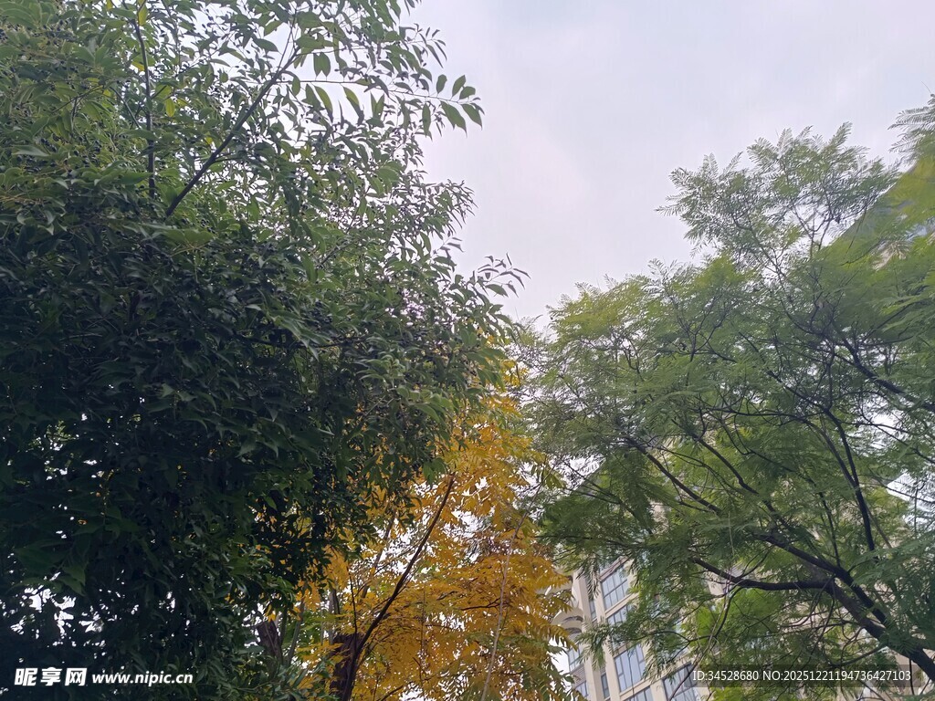 林间黄叶点缀绿树景致