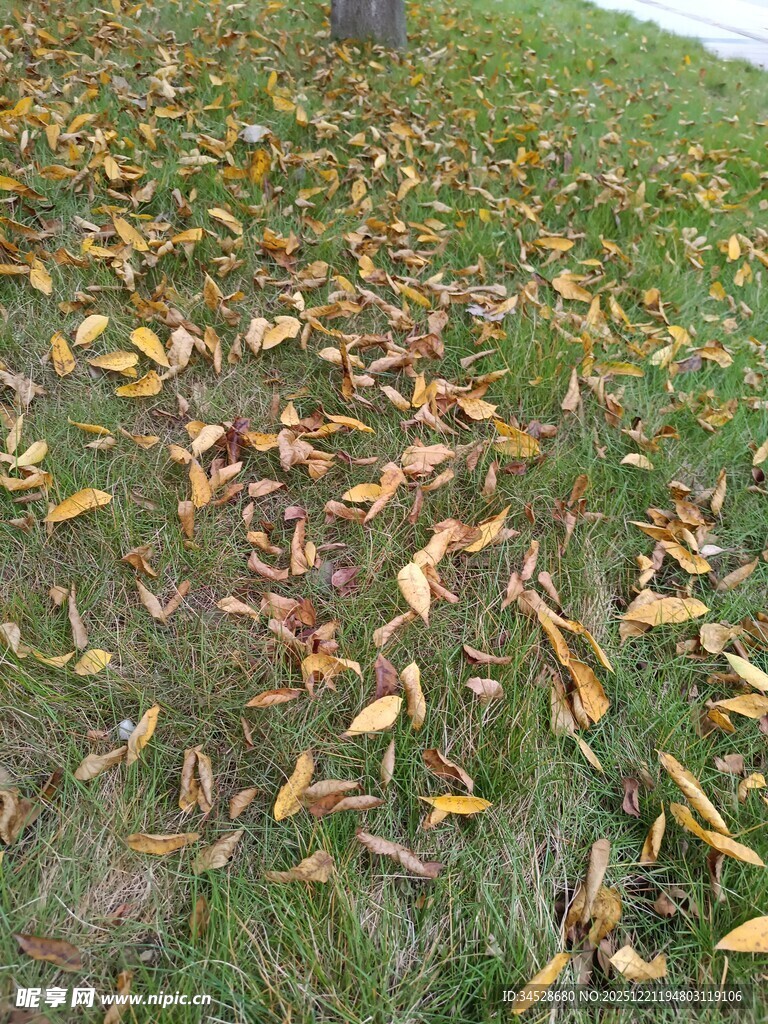 秋日草地散落的斑斓落叶