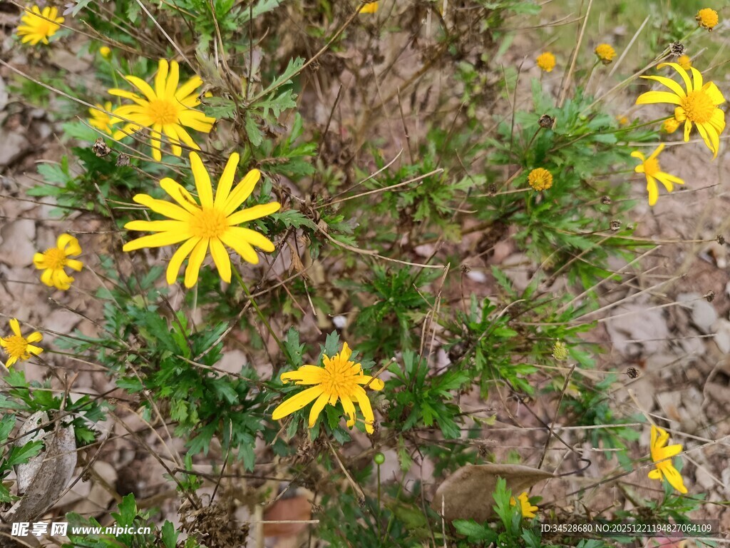 黄色小花绽放于草地