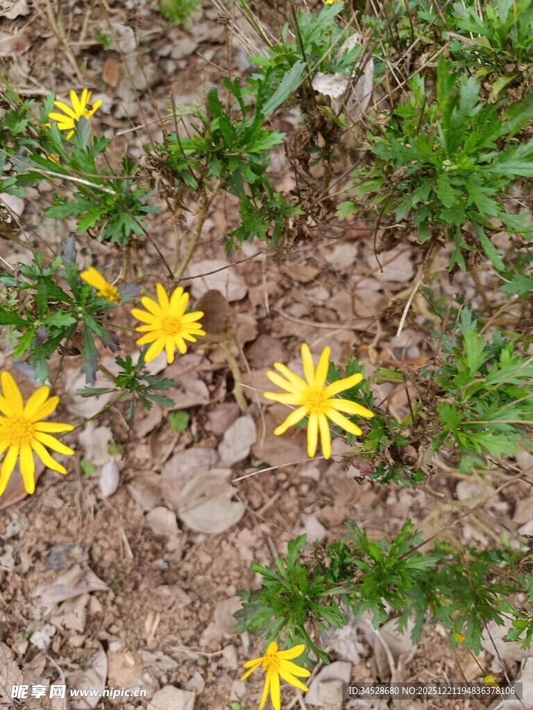 地面绽放的黄色小花