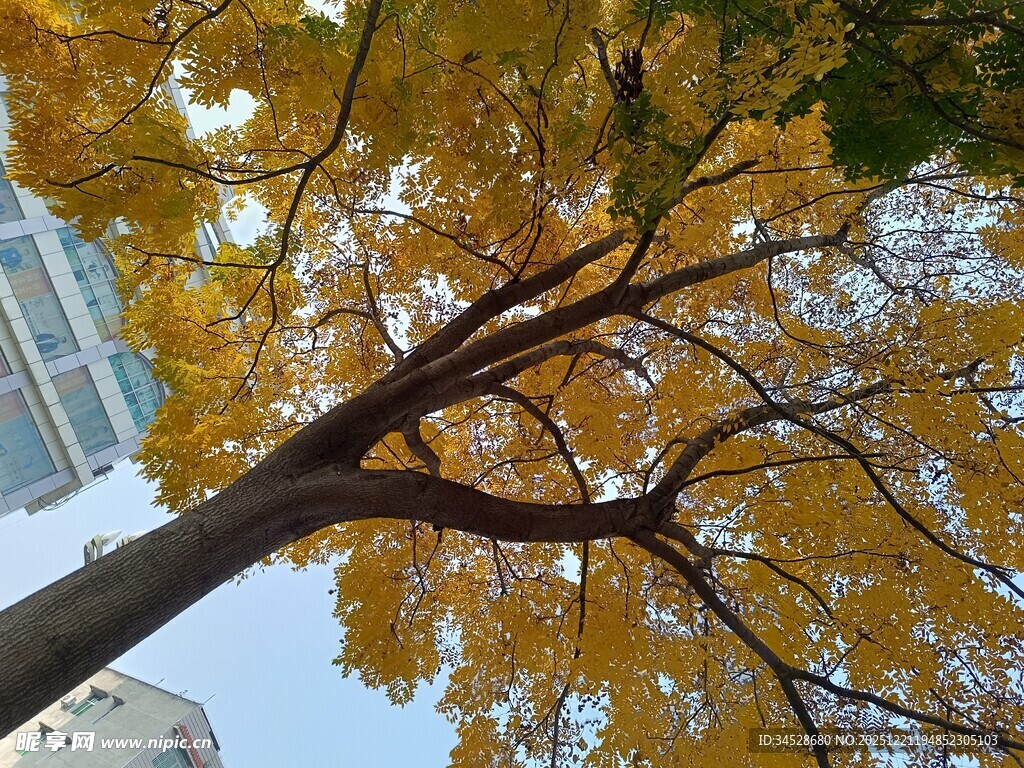 秋日银杏树枝叶繁茂景象