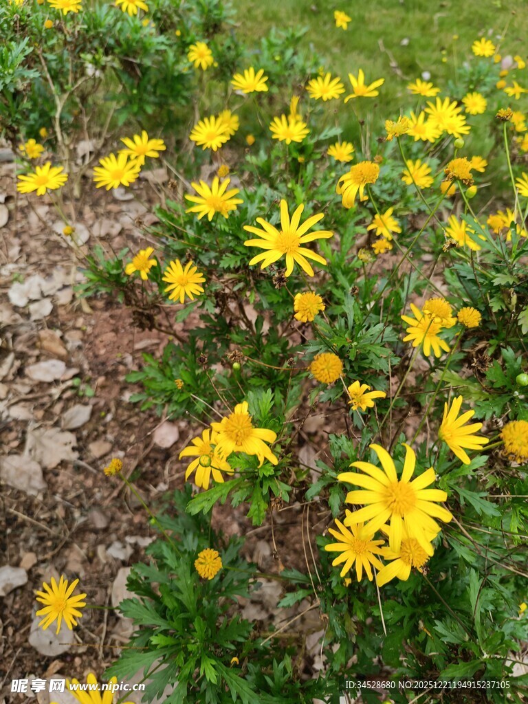 金黄小花绽放于草地间