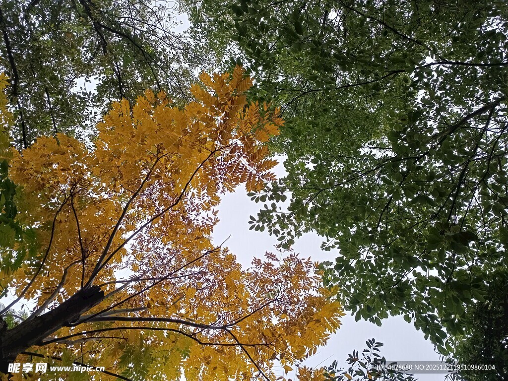 秋日树梢斑斓景致