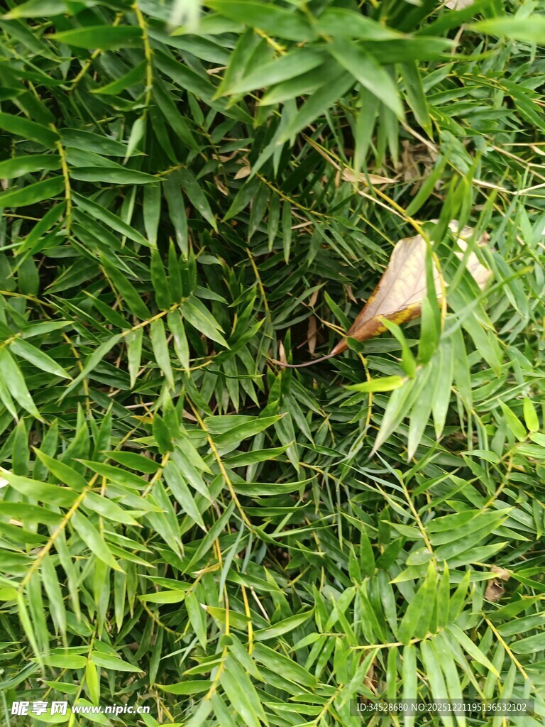 翠绿竹叶间的枯黄叶片
