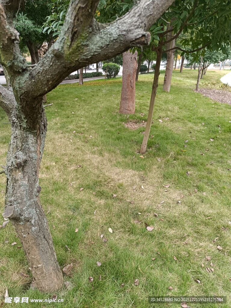 草地旁的树木枝干景象