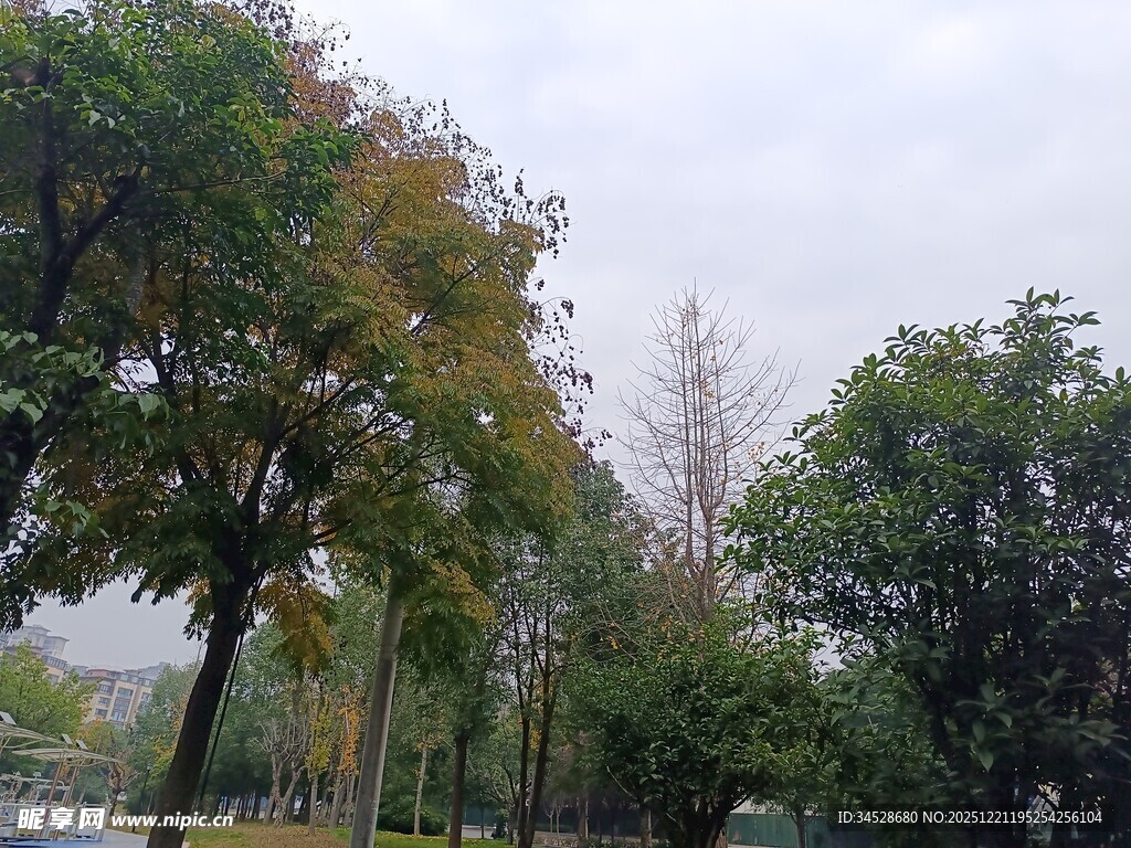 秋日公园绿树景致