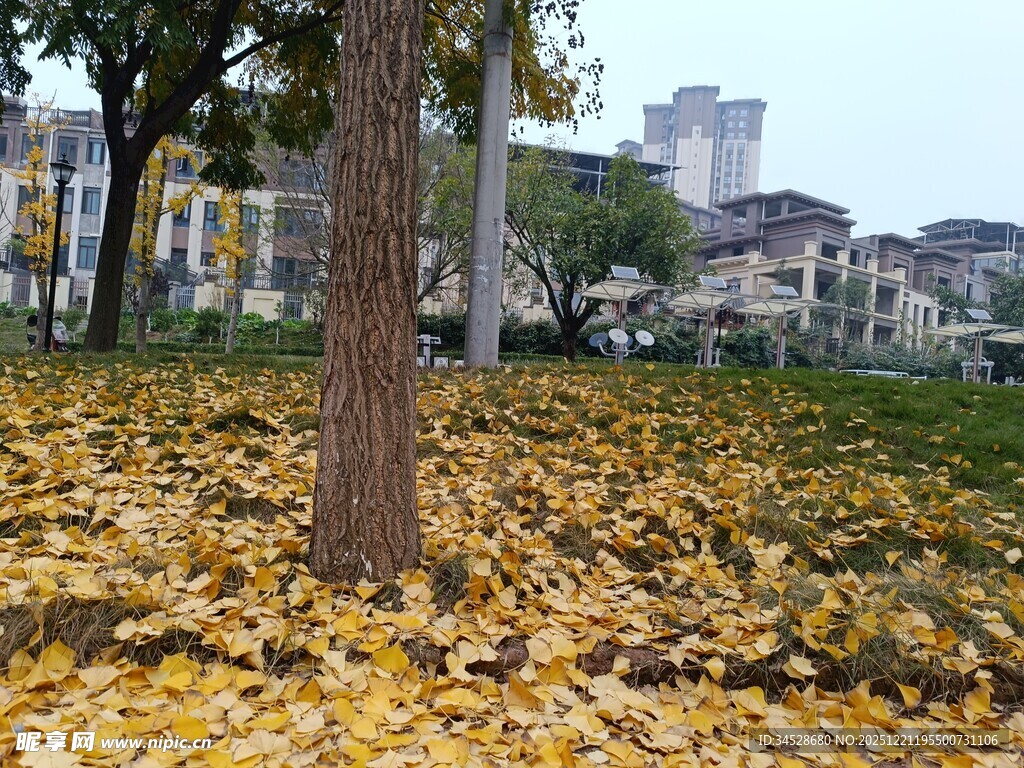 秋日落叶铺满地的静谧场景