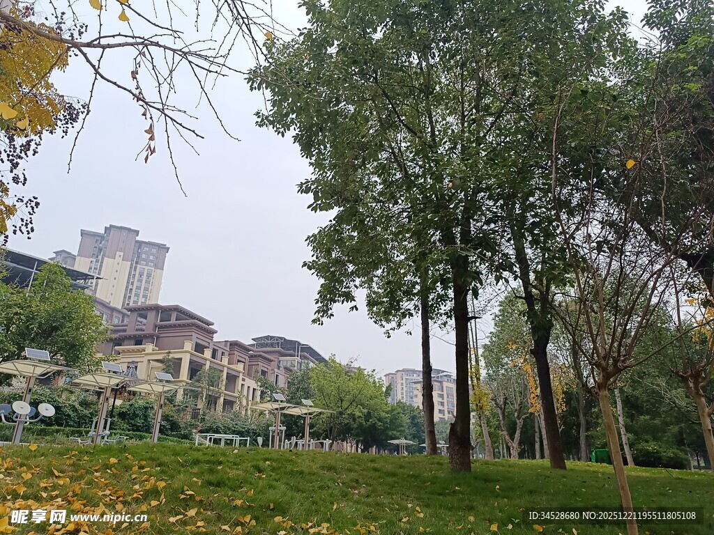 秋日公园绿树与远处建筑