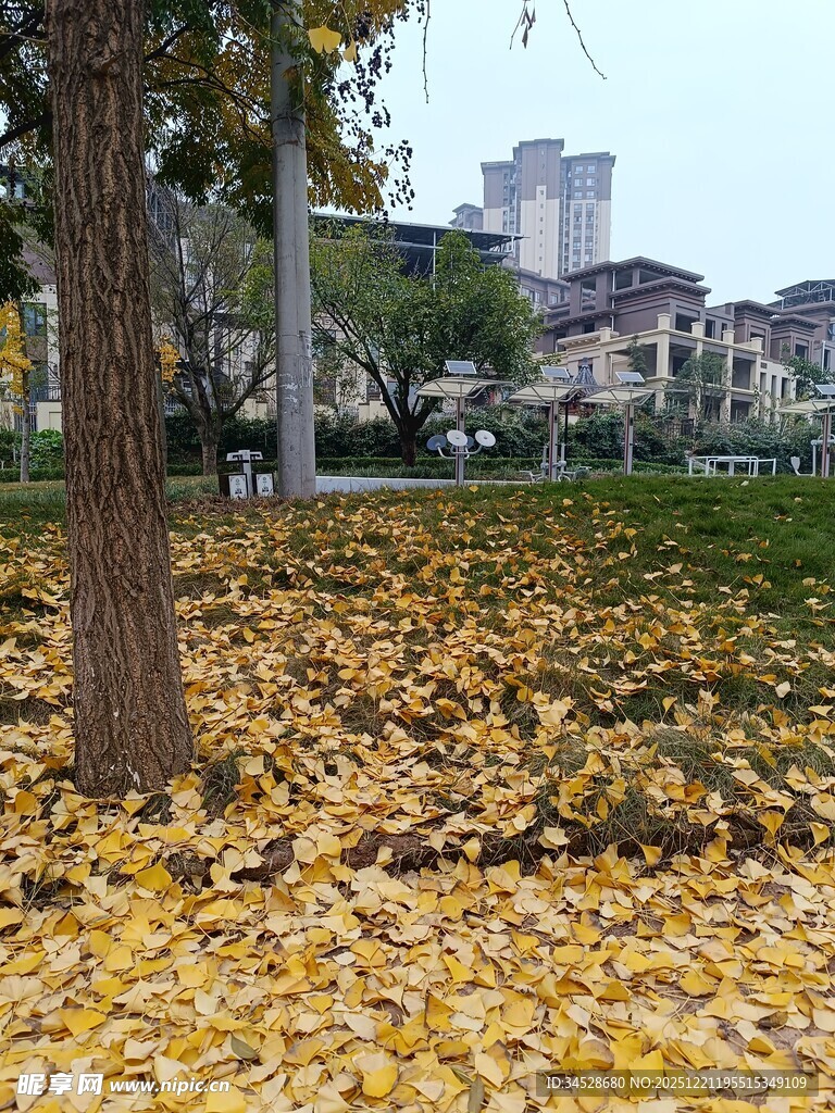 秋日落叶铺满地的静谧场景