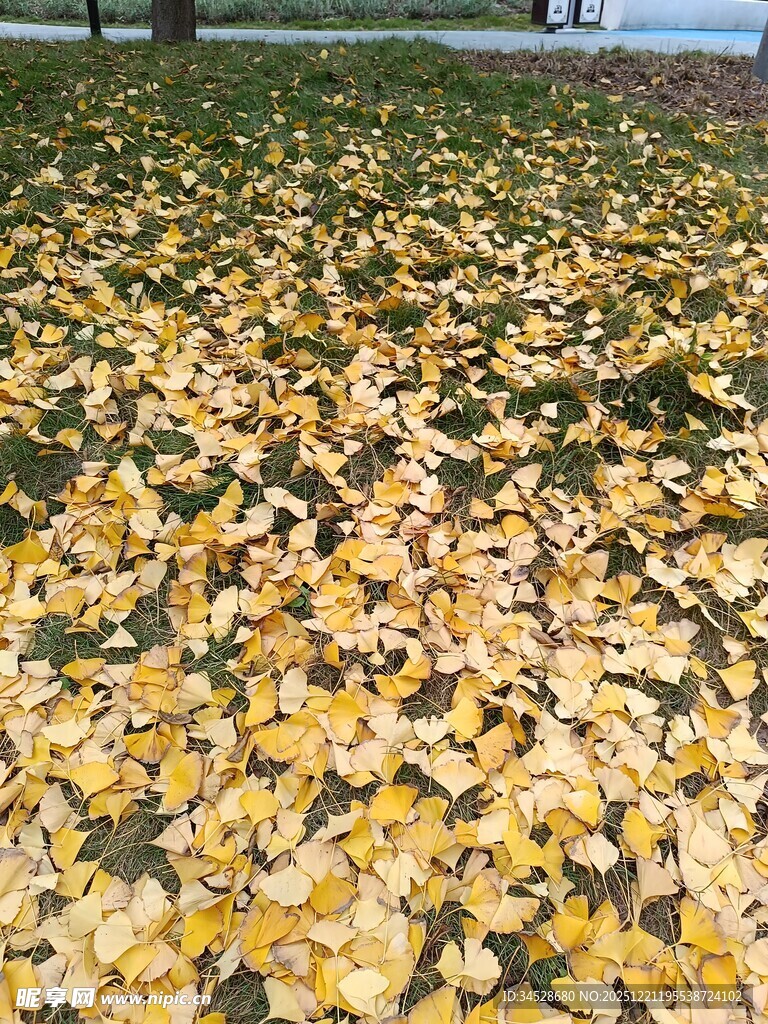 秋日满地金黄银杏叶