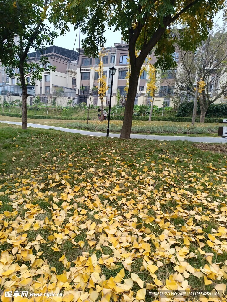 秋日公园落叶美景