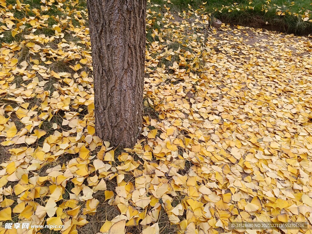 树下金黄落叶美景