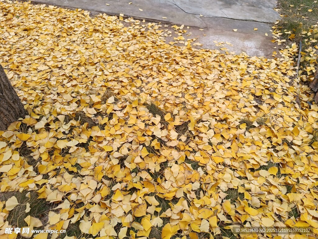 秋日满地金黄银杏落叶