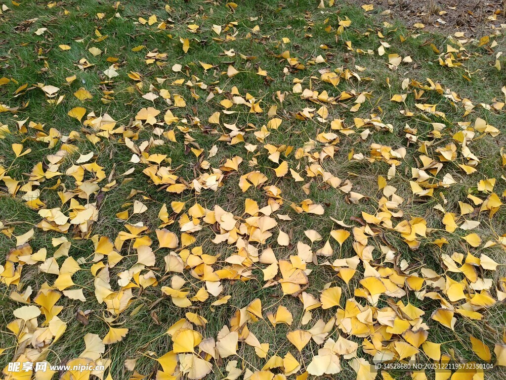 金黄银杏叶铺满翠绿草地