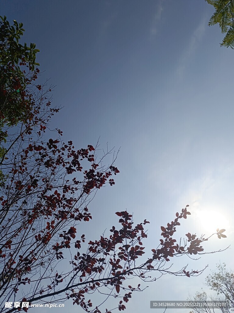 阳光下的枝叶与湛蓝天空