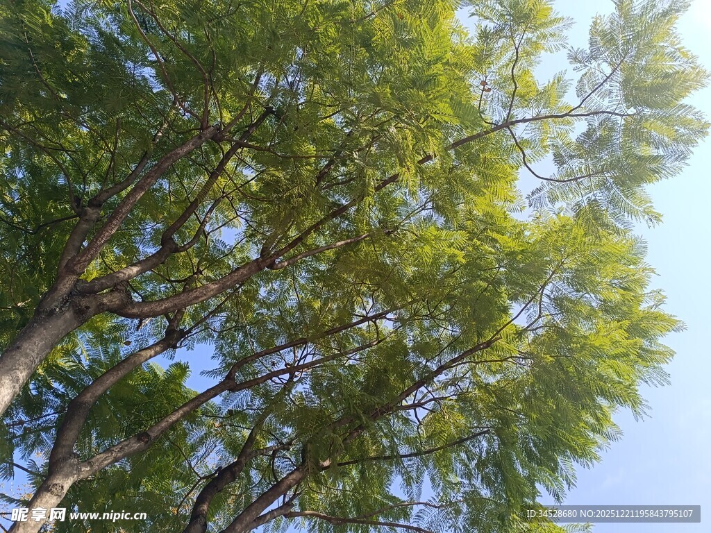 仰观葱郁树林蓝天