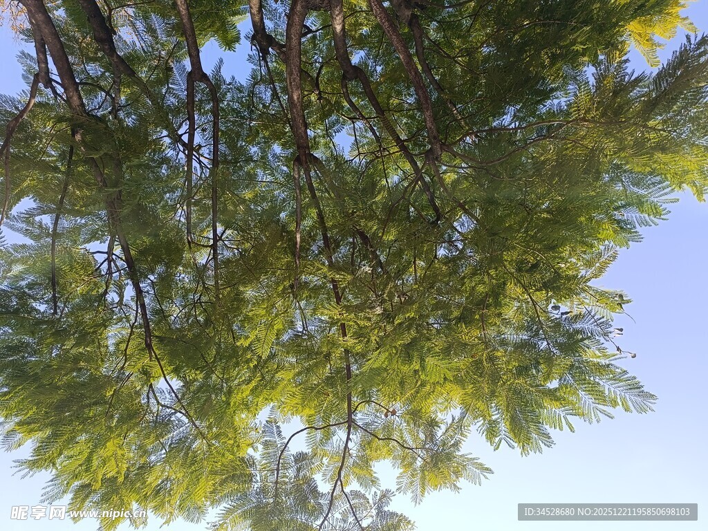 仰视翠绿枝叶与蓝天