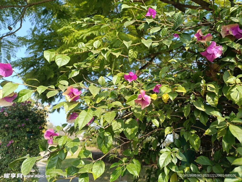 繁花绿叶的美丽景致